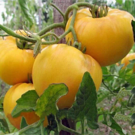 Семена томата детерминантного Батур F1 Libra Seeds 1 000 шт | Agriks