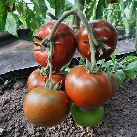 Семена томата индетерминантного Керук F1 Libra Seeds 250 шт, Фасовка: Проф упаковка 250 шт | Agriks