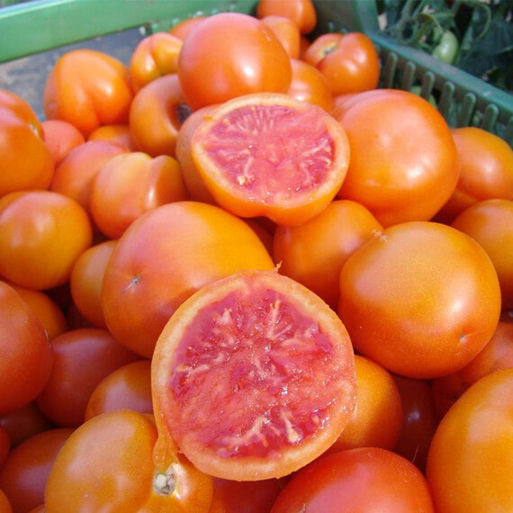 Семена томата индетерминантного Златава Moravoseed 10 гр, Фасовка: Проф упаковка 10 г | Agriks