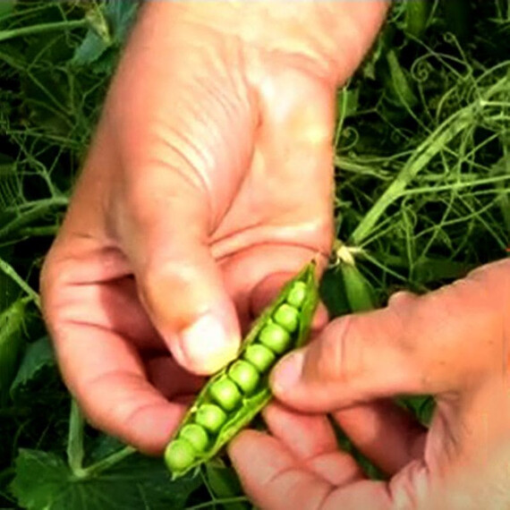 Идальго Syngenta семена гороха, Фасовка: Мини упаковка 10 г | Agriks