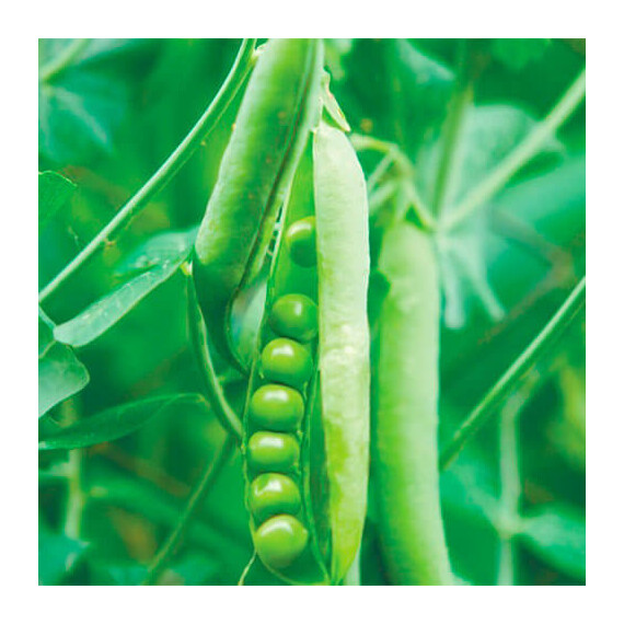 Муціо Syngenta насіння гороху, Фасовка: Середня упаковка 1 кг | Agriks