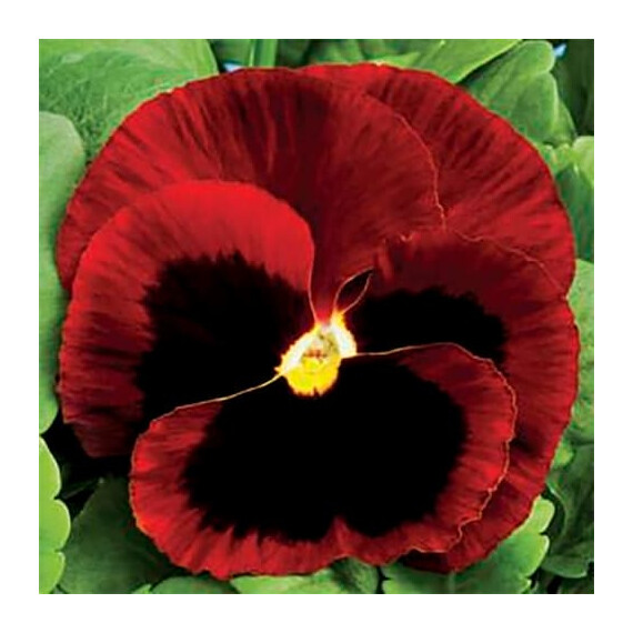 Семена виолы Колоссус F1 красная с глазком Syngenta Flowers 100 шт, Разновидности: Красная с глазком, Фасовка: Проф упаковка 100 шт | Agriks