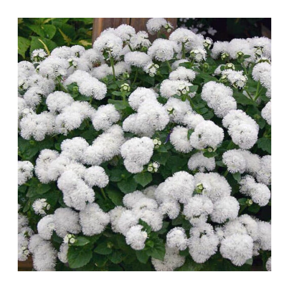 Семена агератума Вайт Болл Floragran 0,1 г , Фасовка: Мини упаковка 0,1 г | Agriks