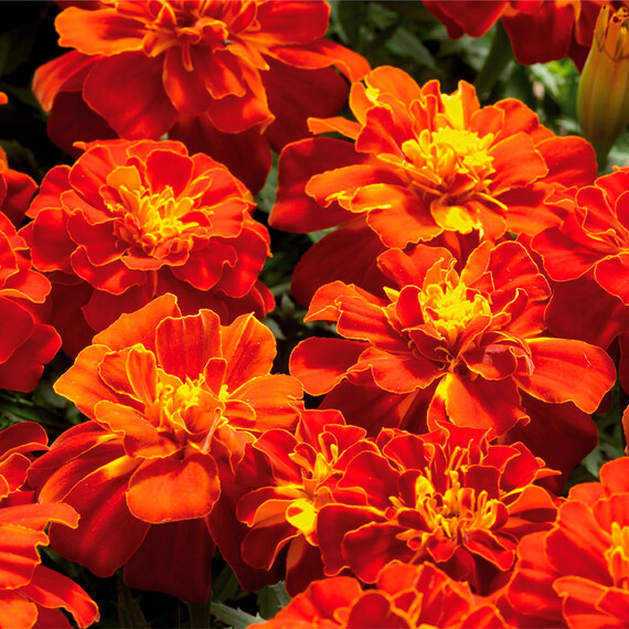 Насіння чорнобривців Болеро Floragran від 0,1 г, Фасовка: Міні упаковка 0,1 г | Agriks