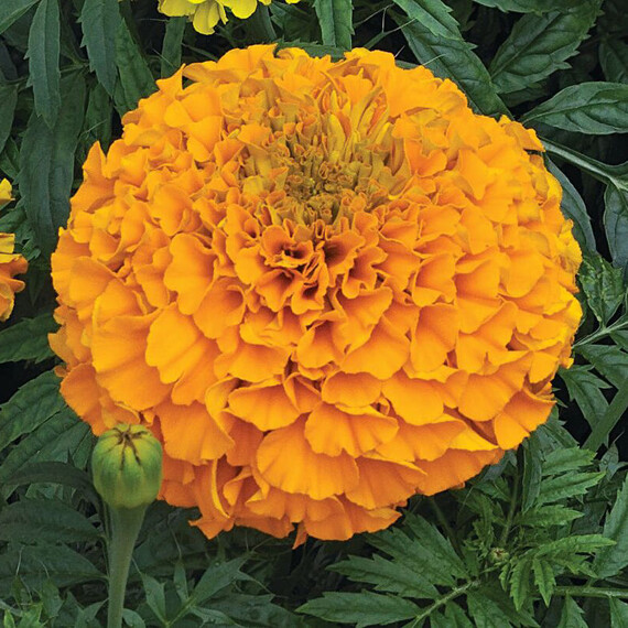 Насіння чорнобривців Гаваї Floragran від 20 шт, Фасовка: Міні упаковка 20 шт | Agriks
