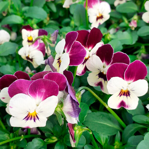 Насіння віоли Лаєта Перпл Floragran від 20 шт, Фасовка: Міні упаковка 20 шт | Agriks