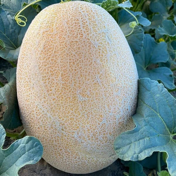Даяна F1 (INX 1097) Innova Seeds семена дыни, Фасовка: Проф упаковка 1 000 шт | Agriks