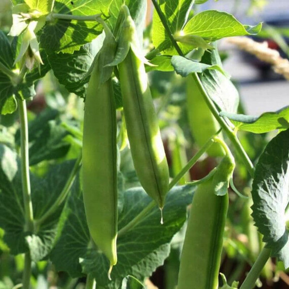 Зонверт Syngenta насіння гороху | Agriks