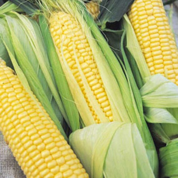 Перфекта F1 Moravoseed семена кукурузы сахарной (сладкой), Фасовка: Проф упаковка 100 г | Agriks