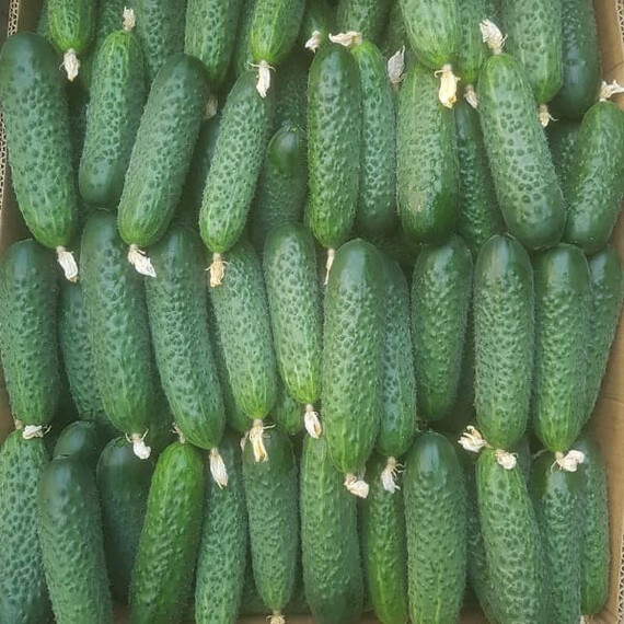 Насіння огірка Кассіус F1 Innova Seeds 100 шт, Фасовка: Проф упаковка 100 шт | Agriks