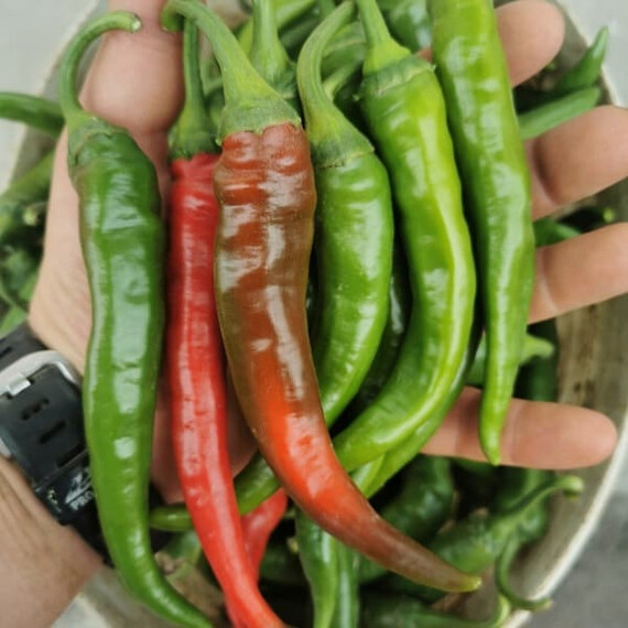 Семена перца острого Шегеди 178 Innova Seeds 1 000 шт, Фасовка: Проф упаковка 1 000 шт | Agriks