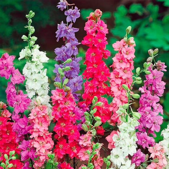Семена дельфиниума Микс Floragran 0,1 г , Фасовка: Мини упаковка 1 г | Agriks