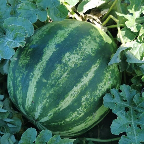 Ау Продюсер Innova Seeds семена арбуза, Фасовка: Проф упаковка 100 шт | Agriks