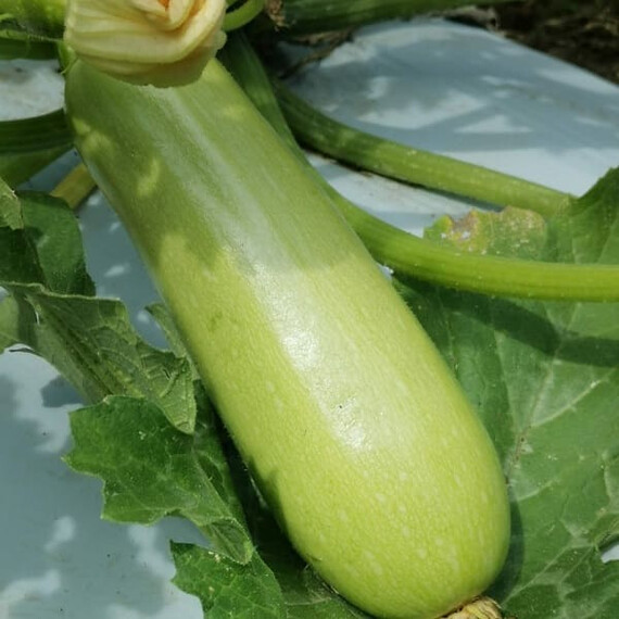 Реггі F1 (INX 1424) Innova Seeds насіння кабачка, Фасовка: Проф упаковка 100 шт | Agriks