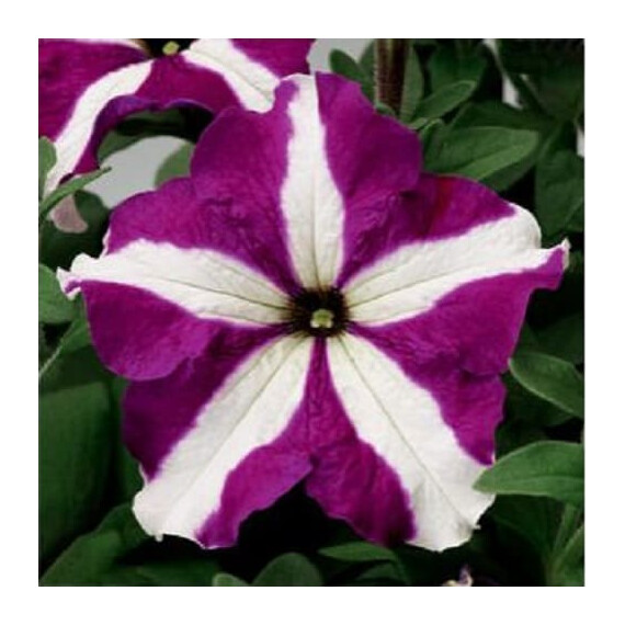 Насіння петунії грандіфлора Трітунія F1 purple star Syngenta Flowers 1 000 шт драже, Різновиди: Purple Star, Фасовка: Проф упаковка 1 000 шт драже | Agriks