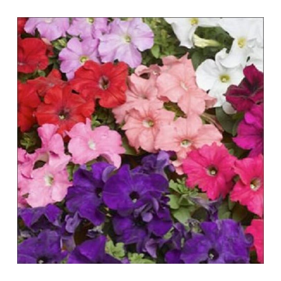 Семена петунии грандифлора Тритуния F1 mix Syngenta Flowers 1 000 шт драже, Разновидности: Mix, Фасовка: Проф упаковка 1 000 шт драже | Agriks