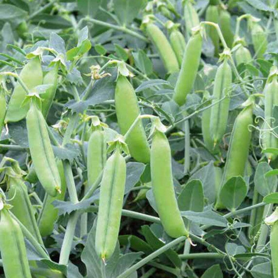 Эльдорадо Syngenta семена гороха | Agriks