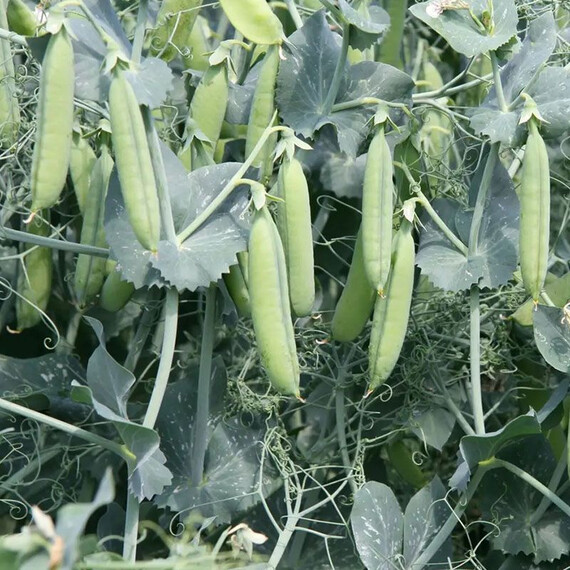 Прімана Nunhems насіння гороху, Фасовка: Середня упаковка 10 г | Agriks