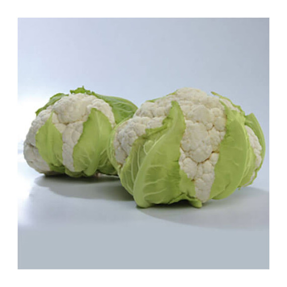 Мисора F1 Kitano Seeds семена капусты цветной, Фасовка: Мини упаковка 10 шт | Agriks