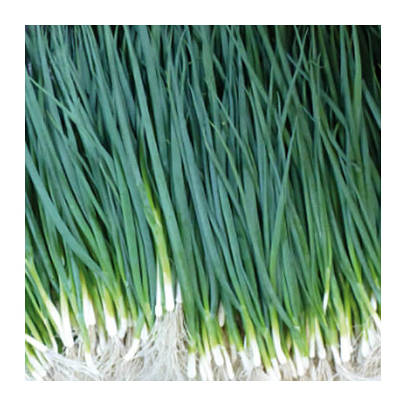 Вулкан Kitano Seeds семена лука на перо, Фасовка: Мини упаковка 3 г | Agriks