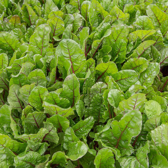 Семена мангольда Чарли Rijk Zwaan 50 000 шт, Фасовка: Мини упаковка 1 г | Agriks