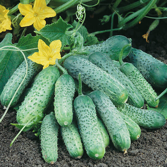 Семена огурца Пасамонте F1 Syngenta от 10 шт (Agriks), Фасовка: Мини упаковка 10 шт | Agriks