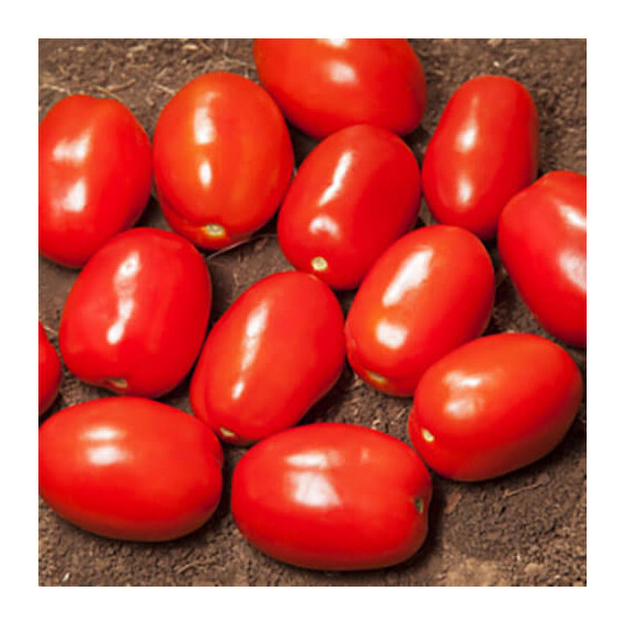 Насіння томату детермінантного Деріка (КС 720 F1) Kitano Seeds від 10 шт, Фасовка: Міні упаковка 10 шт | Agriks