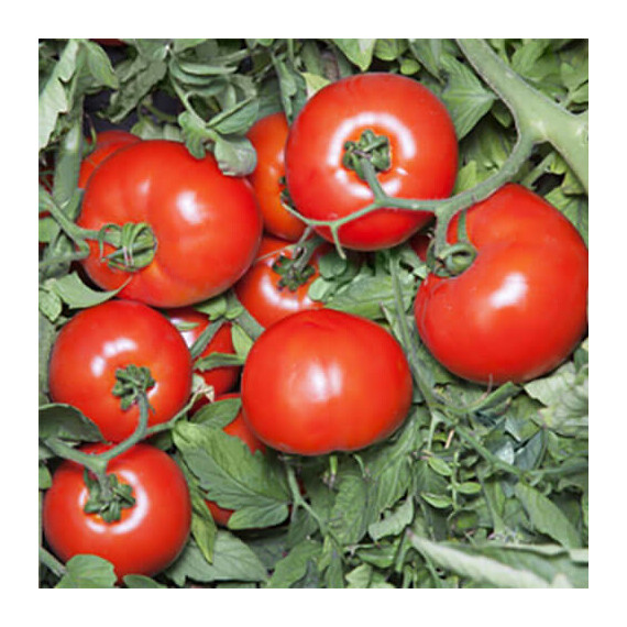 Семена томата детерминантного Хайд F1 (КС 835 F1) Kitano Seeds от 500 шт, Фасовка: Мини упаковка 10 шт | Agriks