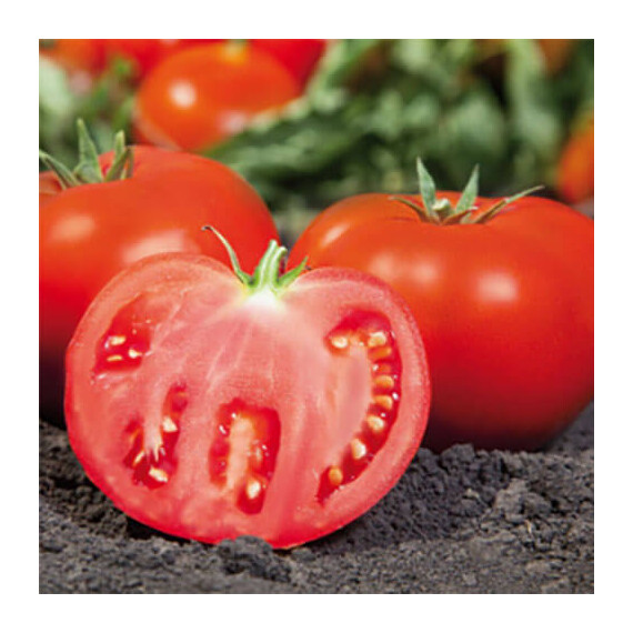 Семена томата детерминантного Ками F1 (КС 898 F1) Kitano Seeds от 500 шт, Фасовка: Мини упаковка 10 шт | Agriks