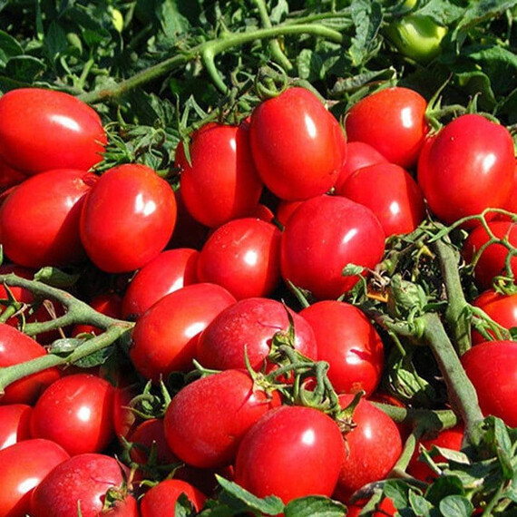 Семена томата детерминантного КС 470 F1 Kitano Seeds от 1 000 шт, Фасовка: Проф упаковка 1 000 шт | Agriks