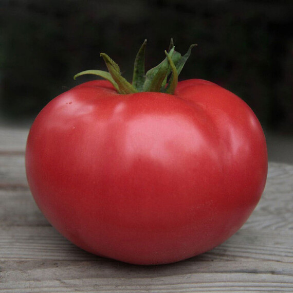 Семена томата индетерминантного Кибо (KS 222) F1 Kitano Seeds от 10 шт, Фасовка: Мини упаковка 10 шт | Agriks