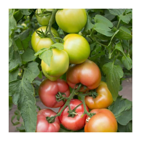 Семена томата индетерминантного Асано (КС 38) F1 Kitano Seeds 1 000 шт, Фасовка: Мини упаковка 10 шт | Agriks