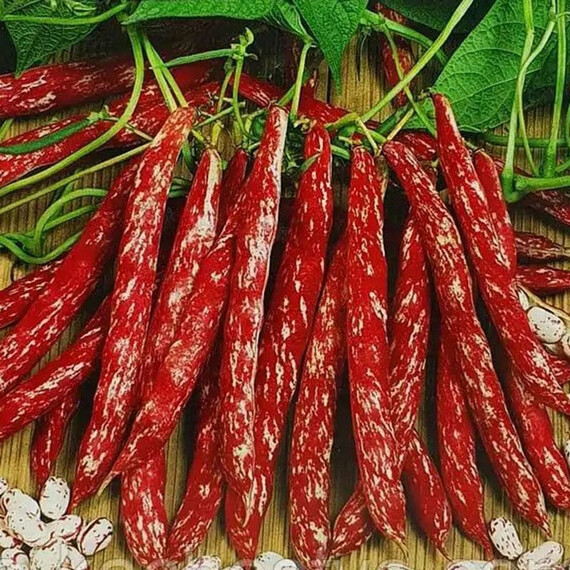 Семена фасоли Борлотто Hortus від 250 г, Фасовка: Проф упаковка 5 кг | Agriks