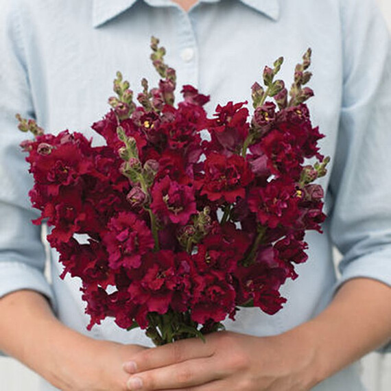 Насіння антірінума на зріз Мадам Батерфляй F1 червоний Syngenta Flowers 100 шт  | Agriks