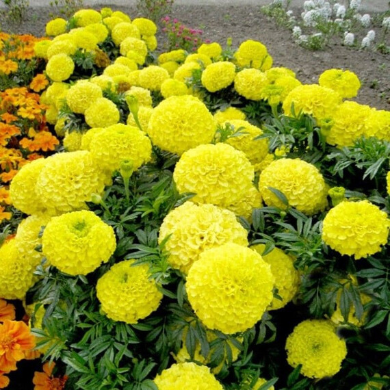 Семена бархатцев прямостоящих Антигуа F1 лимонные Syngenta Flowers 100 шт, Разновидности: Лимонный, Фасовка: Проф упаковка 100 шт | Agriks