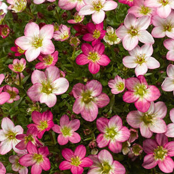 Насіння ломикаменю Лофті Пінк Шейдс Syngenta Flowers 100 шт драже | Agriks