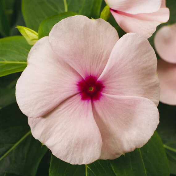 Семена катарантуса кустового СанШторм F1 абрикосовый Syngenta Flowers 100 шт  | Agriks