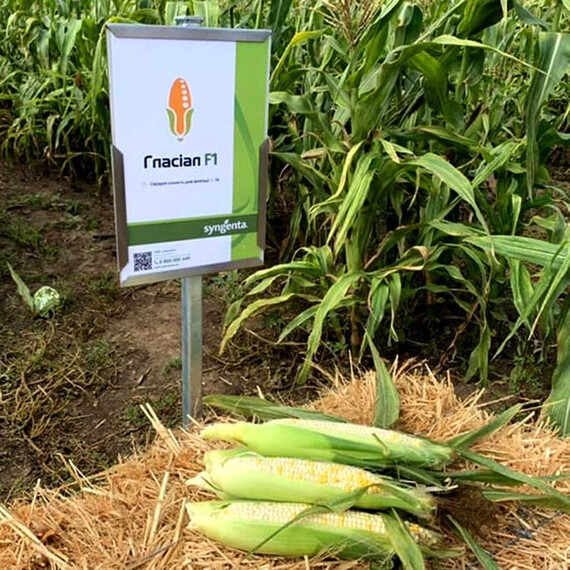 Гласіал F1 Syngenta насіння суперсолодкої кукурудзи, Фасовка: Проф упаковка 5 000 шт | Agriks