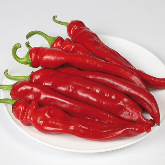 Насіння перцю гострого КС 6215 F1 Kitano Seeds 100 шт, Фасовка: Проф упаковка 100 шт | Agriks