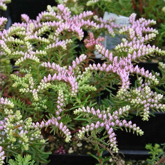 Семена седума Морская звезда Syngenta Flowers 200 шт  | Agriks