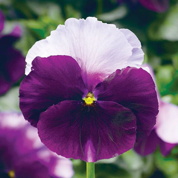 Семена виолы Фино F1 Beaconsfield Syngenta Flowers 100 шт  | Agriks