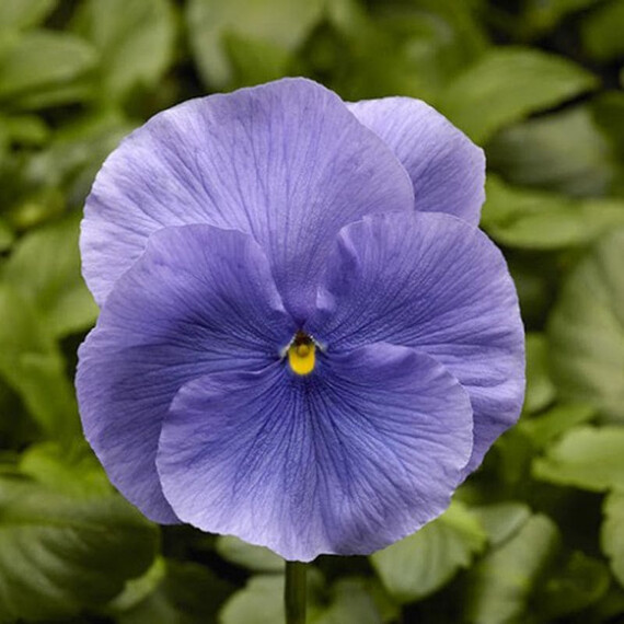 Семена виолы Фино F1 Blue Syngenta Flowers 100 шт  | Agriks
