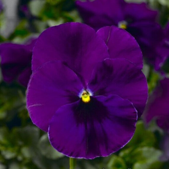 Семена виолы Фино F1 Violet Syngenta Flowers 100 шт  | Agriks