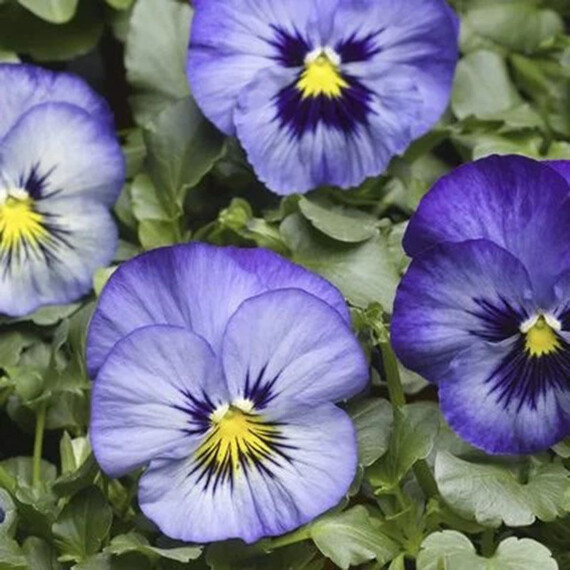 Семена виолы витрока Дельта F1 фрост Syngenta Flowers 100 шт  | Agriks