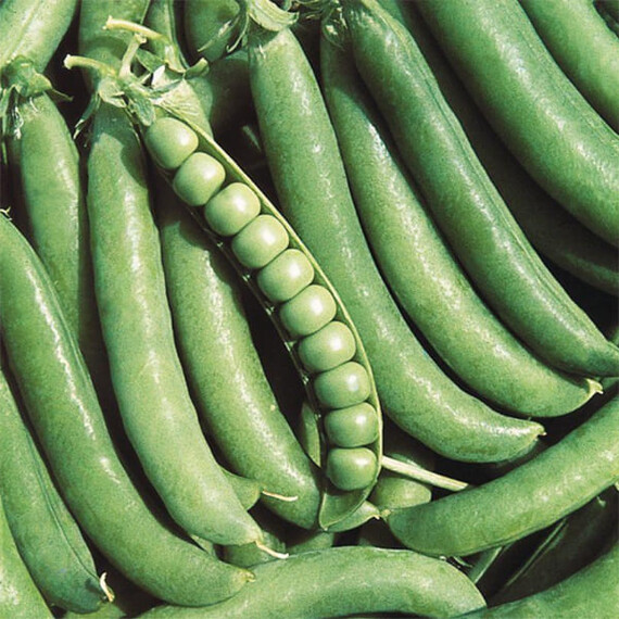 Джоф Syngenta насіння гороху, Фасовка: Середня упаковка 100 г | Agriks