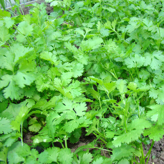 Кензо Breeding Seeds cемена кориандра (кинзы) | Agriks