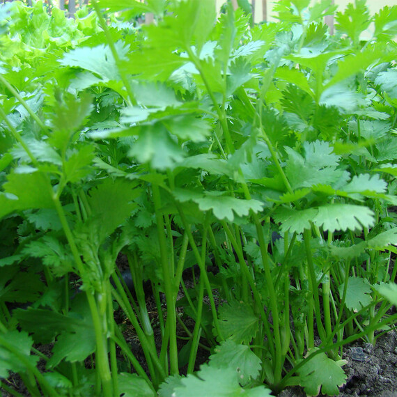 Киндзадза Breeding Seeds cемена кориандра (кинзы) | Agriks