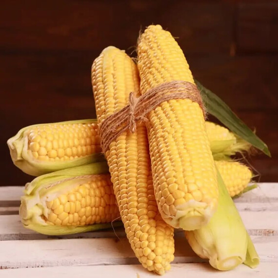 Канзас F1 Sh2 Libra Seeds семена кукурузы сахарной (сладкой), Фасовка: Проф упаковка 1 000 шт | Agriks
