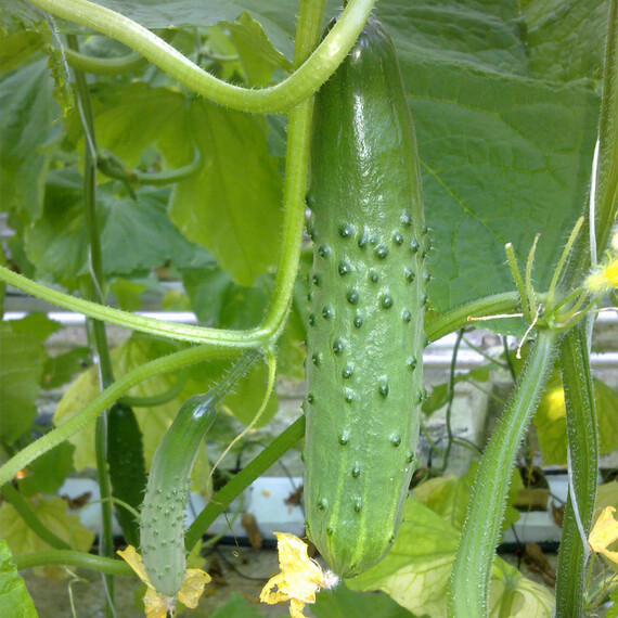 Семена огурца Атлет F1 Breeding Seeds 1 000 шт | Agriks