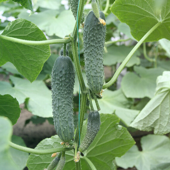 Семена огурца Концепт F1 Breeding Seeds 500 шт | Agriks